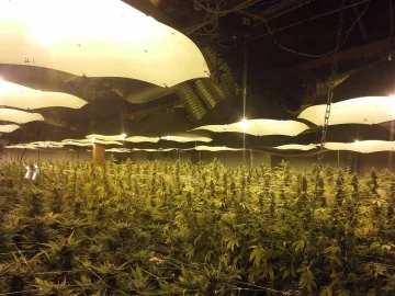 CBD Medi Haze – CBD Crew – feminized