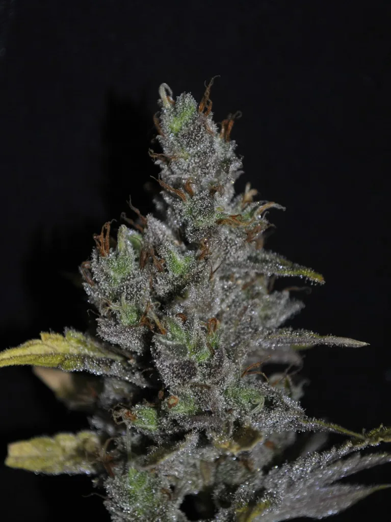 CBD Medi Haze – CBD Crew – Feminized