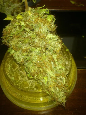 CBD Nordle – CBD Crew – feminized