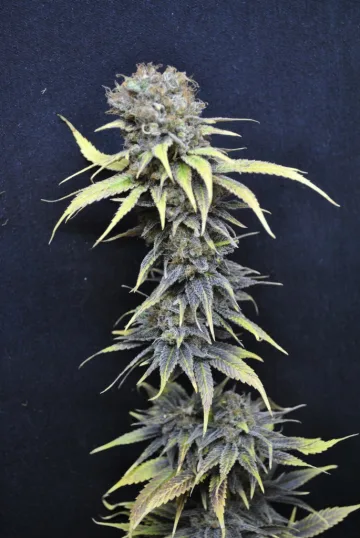 CBD Nordle – CBD Crew – feminized