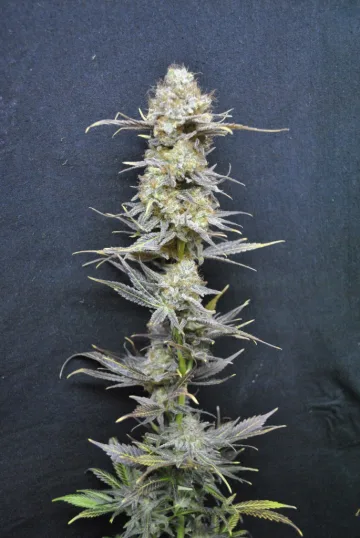 CBD Nordle – CBD Crew – feminized