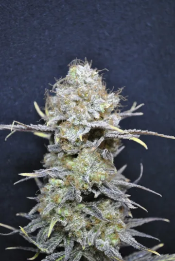 CBD Nordle – CBD Crew – feminized