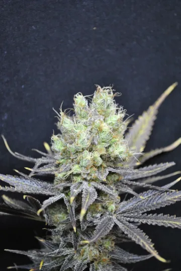 CBD Nordle – CBD Crew – feminized