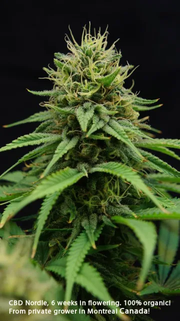 CBD Nordle – CBD Crew – feminized