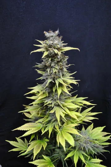 CBD Nordle – CBD Crew – feminized