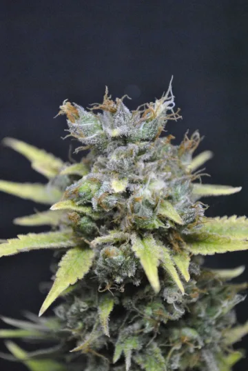 CBD Nordle – CBD Crew – feminized
