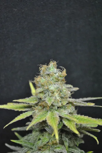 CBD Nordle – CBD Crew – feminized
