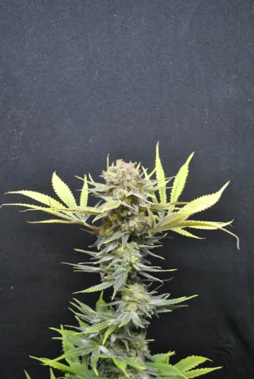 CBD Nordle – CBD Crew – feminized