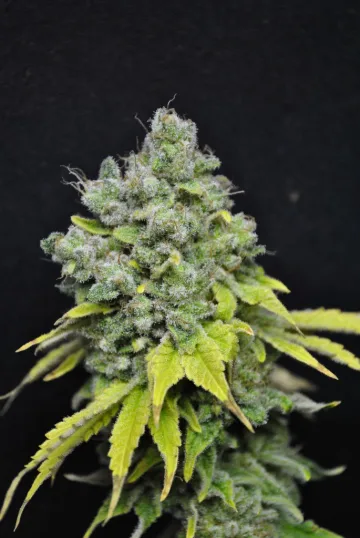 CBD Skunk Haze – CBD Crew – feminized