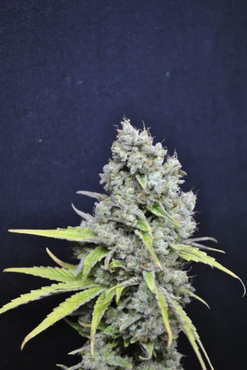 CBD Skunk Haze – CBD Crew – feminized