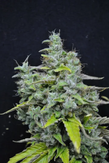 CBD Skunk Haze – CBD Crew – feminized