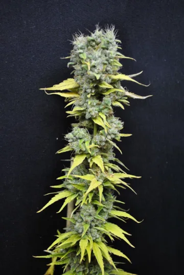 CBD Skunk Haze – CBD Crew – feminized
