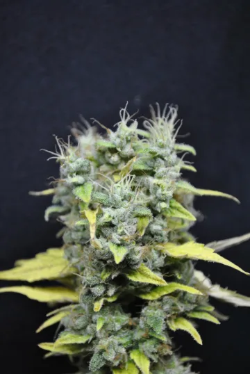 CBD Skunk Haze – CBD Crew – feminized
