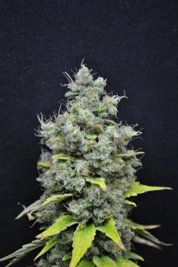 CBD Skunk Haze – CBD Crew – feminized