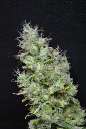 CBD Skunk Haze – CBD Crew – feminized