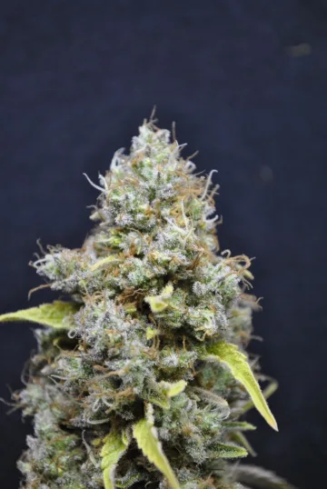 CBD Skunk Haze – CBD Crew – feminized