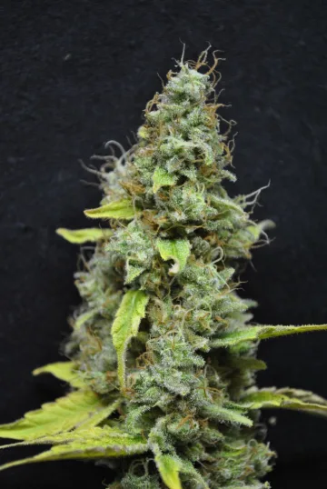 CBD Skunk Haze – CBD Crew – feminized