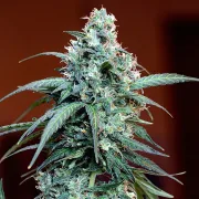 Auto Massassin – Critical Mass Collective – Autoflowering