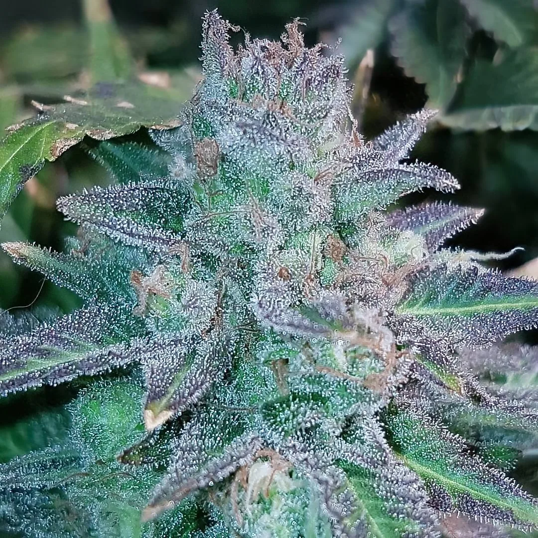 Auto Purple Skunk Mass – Critical Mass Collective – Autoflowering