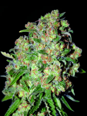 Critical – Advanced Seeds – feminized