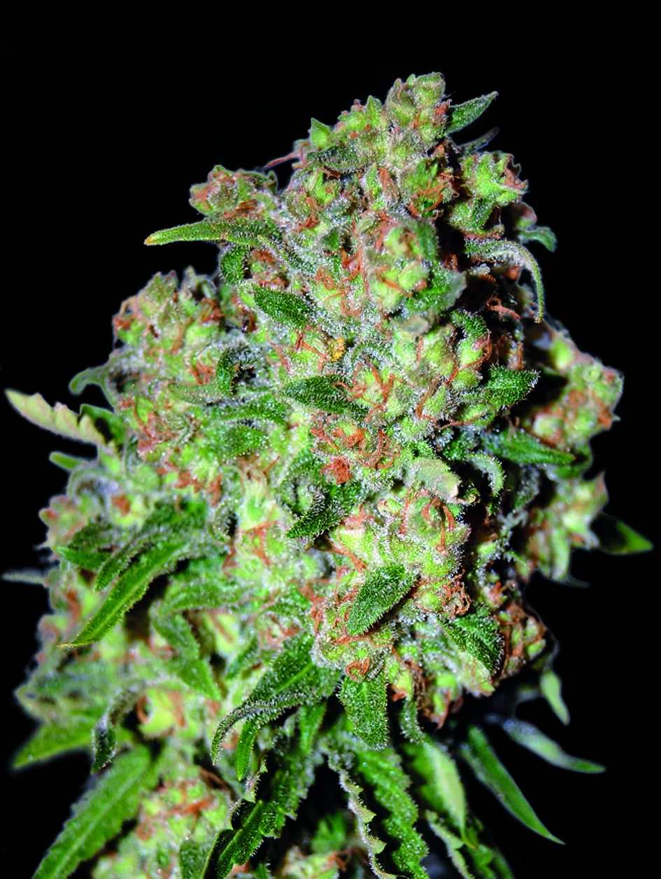 Critical – Advanced Seeds – feminized