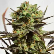 Delicious Candy – Delicious Seeds – Feminized
