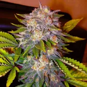 Delicious Caramelo – Delicious Seeds – Feminized