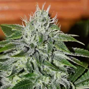 Delicious Critical Jack Herer – Delicious Seeds – Feminized