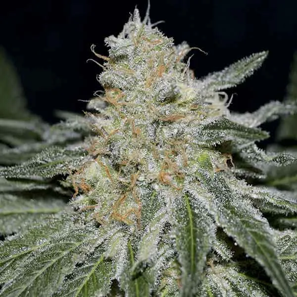 Delicious Critical Neville Haze – Delicious Seeds – Feminized