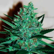 Delicious Fruity Chronic Juice – Delicious Seeds – Feminized
