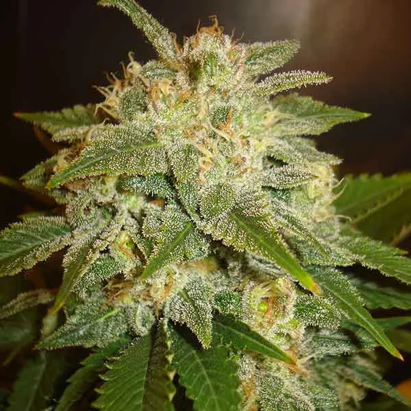 Delicious La Bella Afrodita Auto – Delicious Seeds – Autoflowering