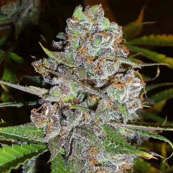 Delicious La Diva Auto – Delicious Seeds – Autoflowering
