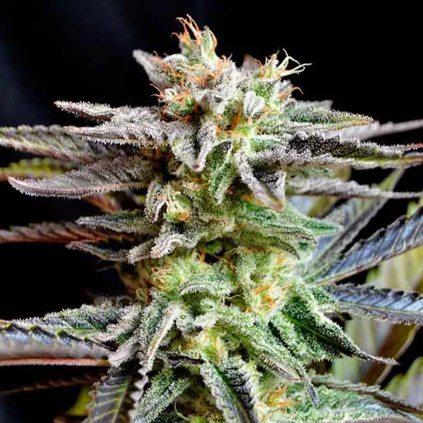 Delicious Sugar Black Rose – Delicious Seeds – Feminized