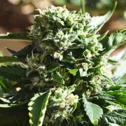 Il Diavolo Auto – Delicious Seeds – Autoflowering