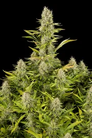 Amnesia Kush – DinaFem Seeds – Feminized