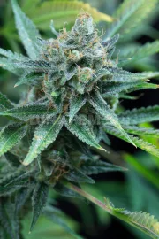 Amnesia Kush – DinaFem Seeds – Feminized