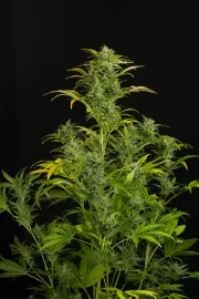 Blue Amnesia XXL Auto – DinaFem Seeds – Autoflowering
