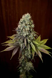 Blue Hash – DinaFem Seeds – Feminized