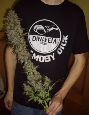 Blue Hash – DinaFem Seeds – Feminized