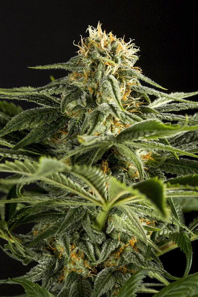 California Hash Plant – DinaFem Seeds – Feminized