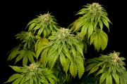 California Hash Plant – DinaFem Seeds – Feminized