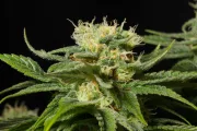 California Hash Plant – DinaFem Seeds – Feminized