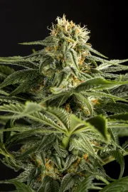 California Hash Plant – DinaFem Seeds – Feminized