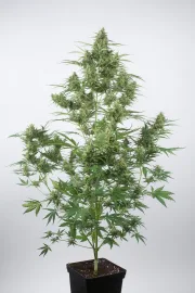 Critical + 2.0 Auto – DinaFem Seeds – Autoflowering