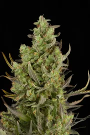 Critical + Auto – DinaFem Seeds – Autoflowering