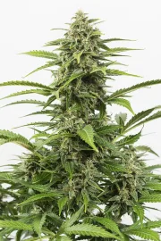 Critical + Auto – DinaFem Seeds – Autoflowering