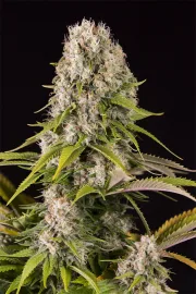 Diesel – DinaFem Seeds – Feminized
