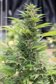 Diesel – DinaFem Seeds – Feminized