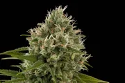 Industrial Plant – DinaFem Seeds – Feminized