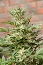 Moby Dick – DinaFem Seeds – Feminized